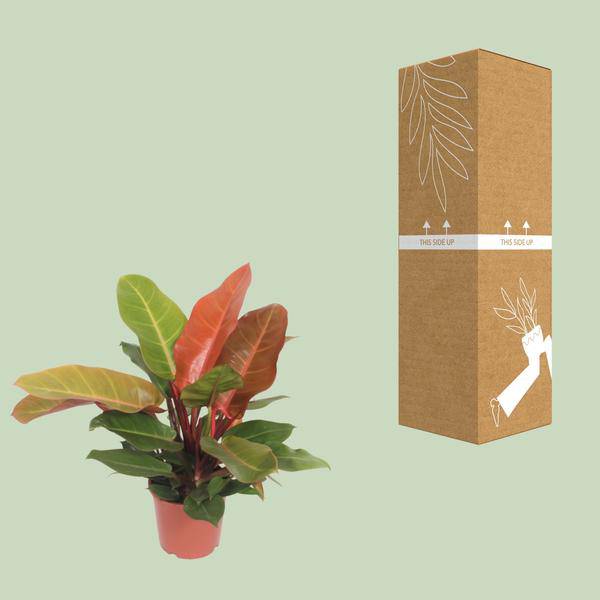 Baumfreund - Philodendron Prinz von Orange -Zimmerpflanze - Ø17cm - ↕45cm