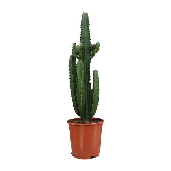 Wolfsmilch - Euphorbia Acrurensis - Zimmerpflanze - Ø24cm - ↕95cm