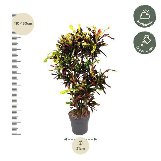 Wunderstrauch – Codiaeum Mammi – Zimmerpflanze – 120cm – Ø31cm – bunte exotische Blätter in Grün, Gelb, Rot und Orange – dekorative Indoor-Pflanze