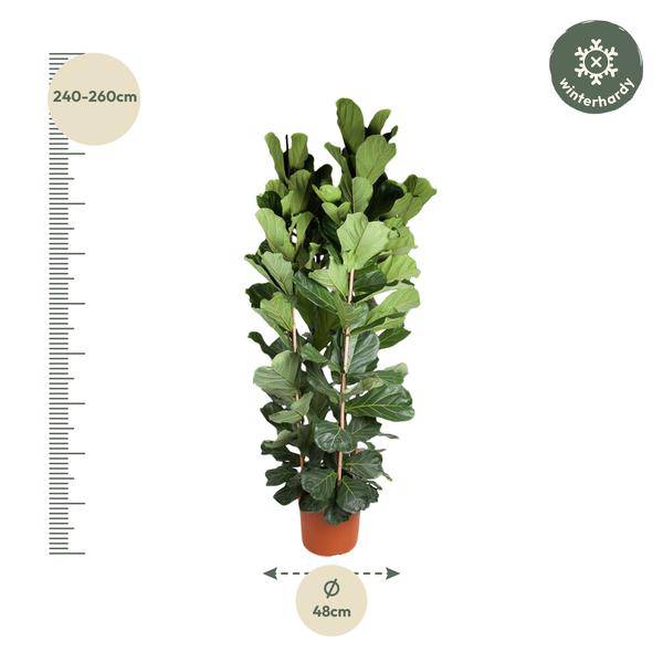 Geigen-Feige - Ficus Lyrata - 250cm - ø48cm