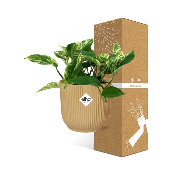 Baumfreund - Scindapsus Epipremnum Marble Queen - Zimmerpflanze + Topf Vibes Fold 14cm Gelb