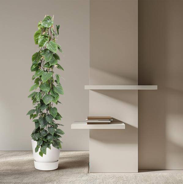 Baumfreund - Philodendron Scandens - Zimmerpflanze - 160cm - ø27cm
