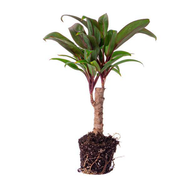 Mini-Palme Cordyline fruticosa Purple Compacta – Terrarienpflanze – Ø6cm – Kompakte Keulenlilie mit violettem Laub – Pflegeleicht & dekorativ