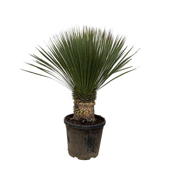 Palmlilie - Yucca Rostrata - Zimmerpflanze - 100 cm - ø38cm