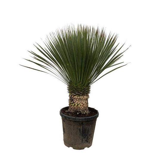Palmlilie – Yucca Rostrata 100cm – Ø38cm – Exotische Wüstenpflanze mit blaugrauen Blättern – Pflegeleichte Zimmer- & Kübelpflanze für Wohnzimmer, Terrasse & Garten