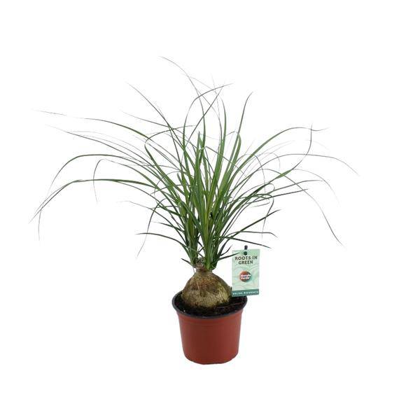 Elefantenfuß - Beaucarnea Nolina Recurvata - Zimmerpflanze - Ø12cm - ↕45cm