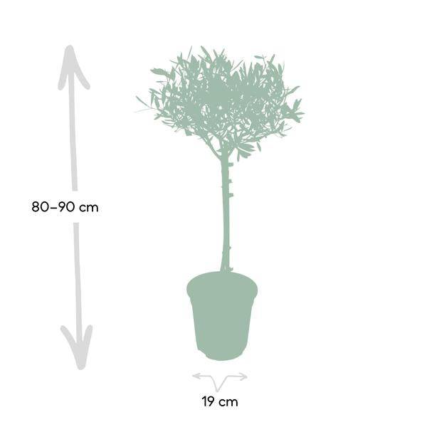 Olivenbaum - Olea - Zimmerpflanze - Ø19cm - ↕90cm