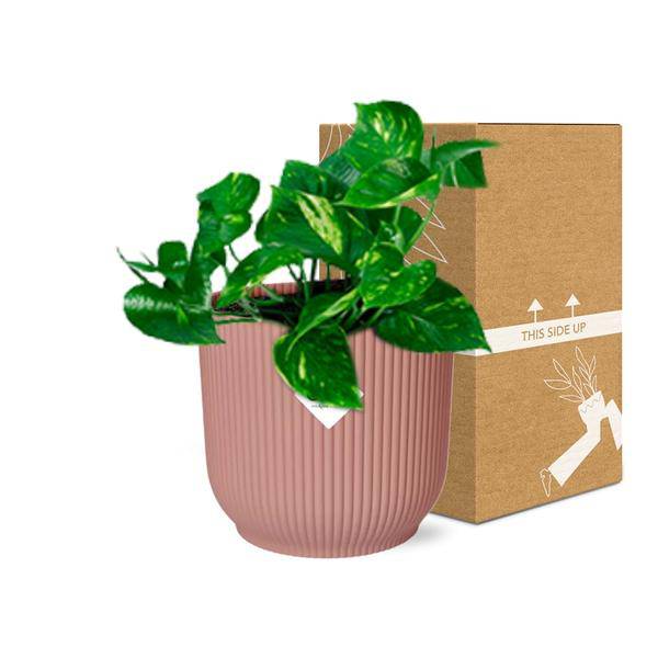 Efeutute - Epipremnum Pinnatum 'Aureum' - Zimmerpflanze + Topf Vibes Fold 14cm Rosa