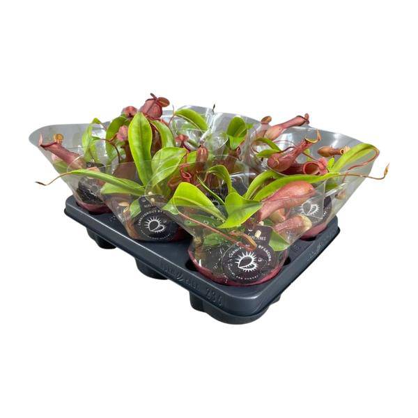 fleischfressende Pflanze - Nepenthes Alata - Zimmerpflanze - Ø12cm - ↕17cm