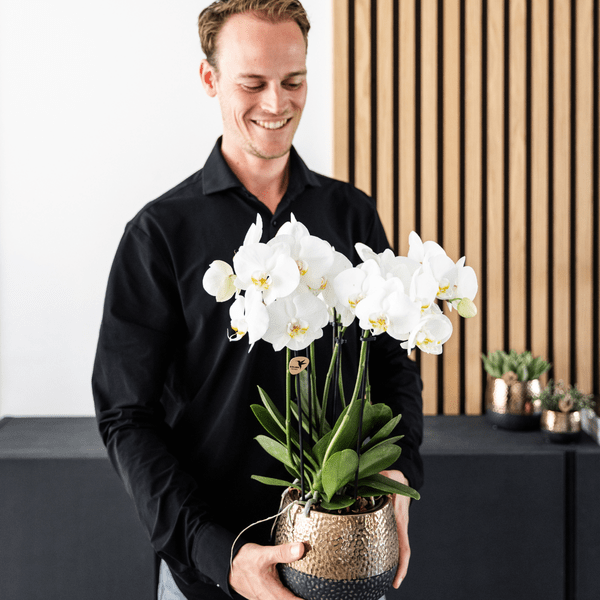 Phalaenopsis Orchideen Weiß – 2 Orchideen – Zimmerpflanzen mit langanhaltender Blüte – Ø12cm Töpfe – Frisch vom Bauern – Elegante Wohnraum-Deko