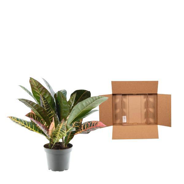 Codiaeum variegatum 'Petra' - Wunderstrauche - Zimmerpflanze - ↕30cm - ø12cm