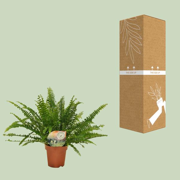 Schwertfarn Nephrolepis Green Lady – Boston-Farn Zimmerpflanze – Ø12cm – 30cm Höhe – luftreinigend & pflegeleicht – elegantes, grünes Laub