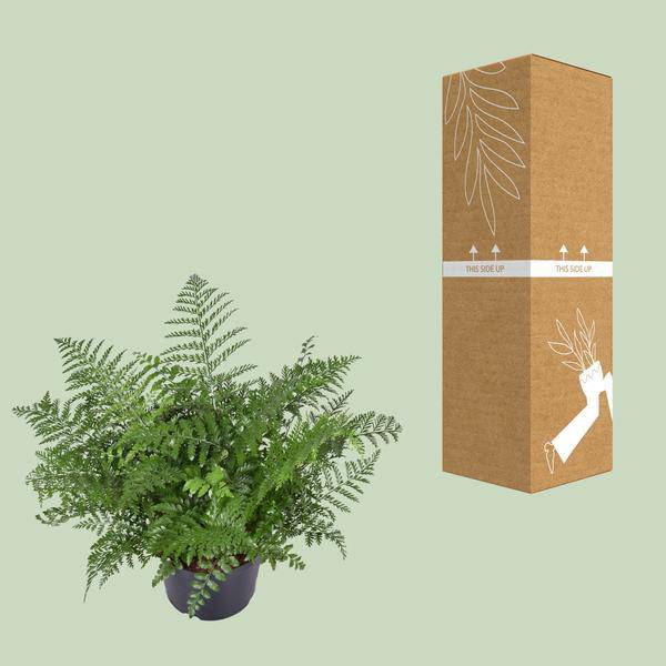 Nestfarn - Asplenium Parvati - Zimmerpflanze - Ø23cm - ↕55cm