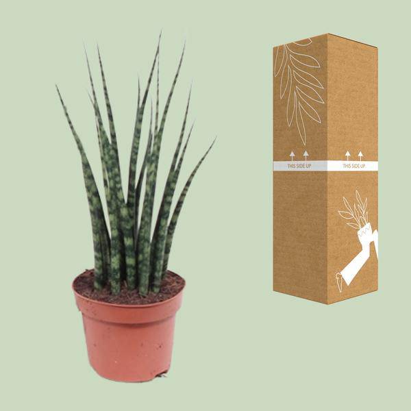Bogenhanf - Sansevieria Fernholz Mikado - Zimmerpflanze -Ø12cm - ↕40cm