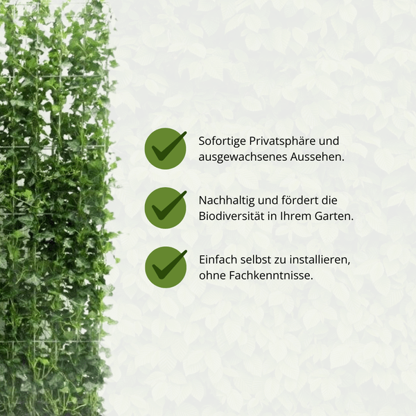 Hedera Hibernica - Efeu - Fertighecke - ↨150cm