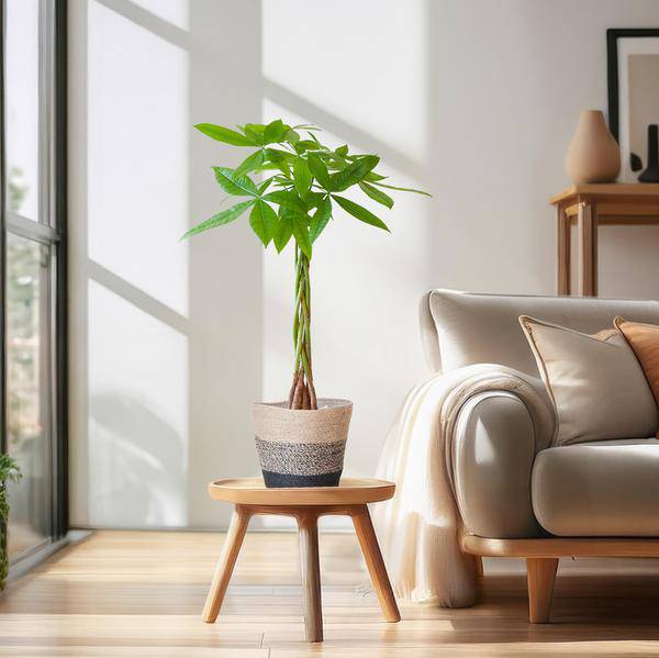 Pachira Aquatica Glückskastanie 80cm – Geldbaum Zimmerpflanze Ø21cm im nachhaltigen Jutekorb Lissabon Schwarz – Dekopflanze für Wohnzimmer Büro