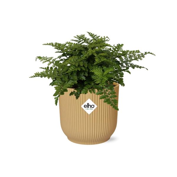 Nestfarn - Asplenium Parvati - Zimmerpflanze + Topf Vibes Fold 14cm Gelb