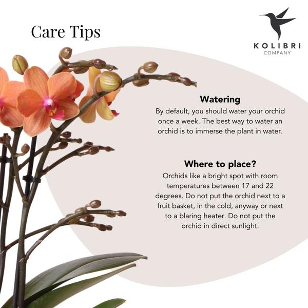 Phalaenopsis Orchidee Mineral Bolzano Orange – Zimmerpflanze mit 2–3 Zweigen – Inklusive Bubble Keramiktopf Weiß Ø9cm – Edle Orchidee für Wohnzimmer, Esszimmer & Büro