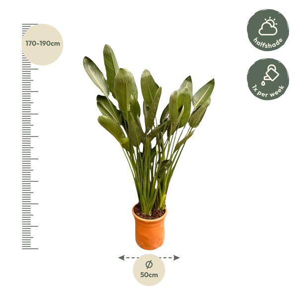 Strelitzia Reginae - Paradiesvogelblume - Zimmerpflanze - 180cm - ⌀50cm