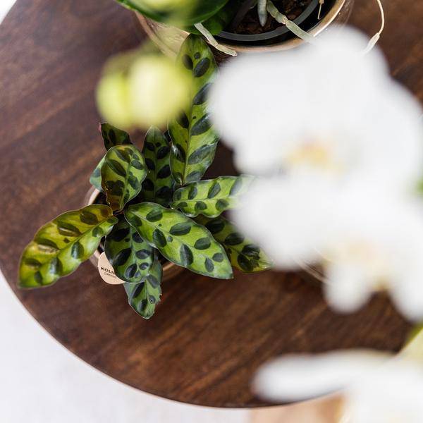 Calathea Makoyana - Pfauen-Korbmaranthe - Zimmerpflanze - Ø9cm