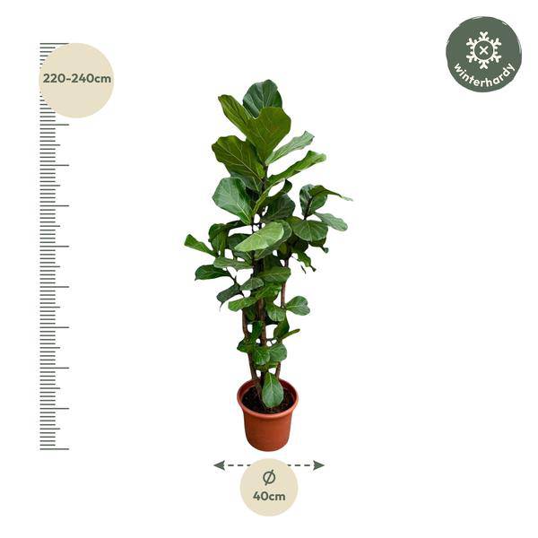Geigen-Feige – Ficus Lyrata – Zimmerpflanze 220cm – Ø40cm – XXL-Designpflanze mit großen geigenförmigen Blättern – Exklusive Kübelpflanze für Wohnzimmer, Büro & Wintergarten – Pflegeleicht