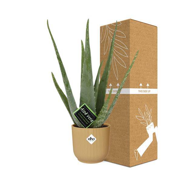 Echte Aloe - Aloe Vera - 12cm - Zimmerpflanze + Topf Vibes Fold 14cm Gelb