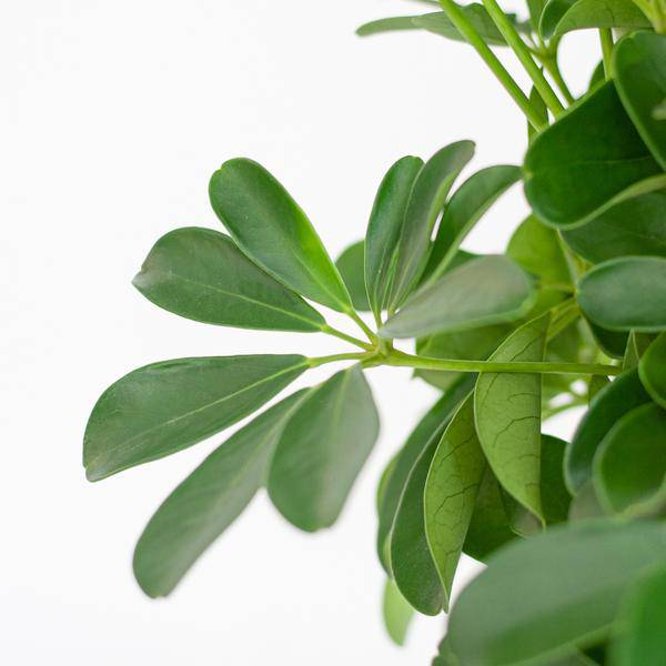 Schefflera Arb Nora – Strahlenaralie – Zimmerpflanze ca. 70cm – ø21cm – inkl. Pflanzenkorb Lissabon Weiß – Pflegeleichte Fingerpflanze mit dekorativem Jute-Korb für Wohnzimmer & Büro