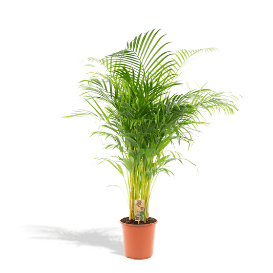Betelpalme Areca-Palme – Zimmerpflanze Ø24cm – 130cm hoch – Luftreinigende Goldfruchtpalme