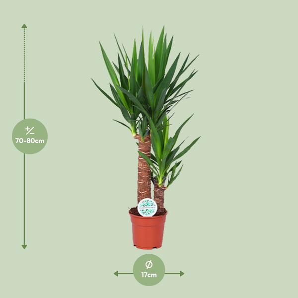 Palmlilie - Yucca - Zimmerpflanze - Ø17cm - ↕80cm