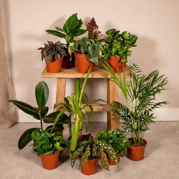 Außenseiterbox – 12 einzigartige Zimmer- und Gartenpflanzen – Ø12cm – bunte Mischung – Pflegeleicht – vielseitig & robust