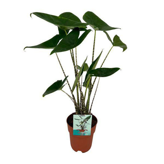 Alocasia Zebrina – Elefantenohr – Ø19cm x H75cm – Tropische Zimmerpflanze mit zebragestreiften Stielen – Exotischer Blickfang für Wohnzimmer & Büro – Pflegeleicht im Halbschatten