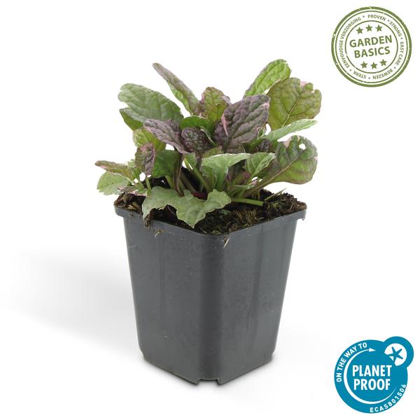 Kriechender Günsel - Ajuga reptans 'Burgundy Glow' - ↕10-25cm - Ø9cm - 6 Stück