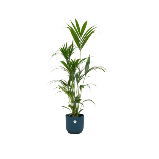 Kentia Palme – Forstersche Kentia – Zimmerpflanze ca. 160cm – ø30cm – inkl. Pflanzgefäß Vibes Fold Blau – Tropische XL-Palme für Wohnzimmer, Büro & Wintergarten
