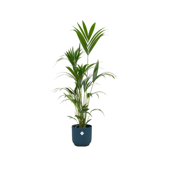 Kentia Palme – Forstersche Kentia – Zimmerpflanze ca. 160cm – ø30cm – inkl. Pflanzgefäß Vibes Fold Blau – Tropische XL-Palme für Wohnzimmer, Büro & Wintergarten
