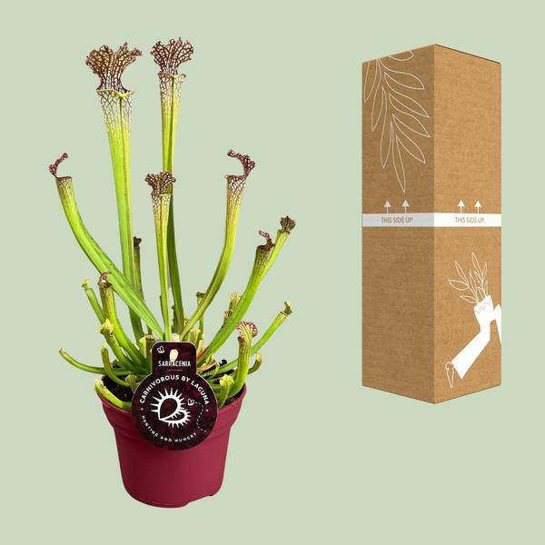 fleischfressende Pflanze - Sarracenia Farnhamii - Zimmerpflanze - Ø12cm - ↕40cm