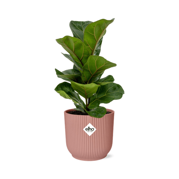 Ficus Lyrata 'Bambino' in ELHO Vibes Fold 14cm rosa