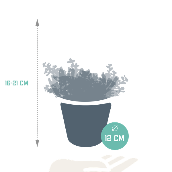 Dickblatt - Crassula - Mix - 10,5 cm - 3 Stück + Topf