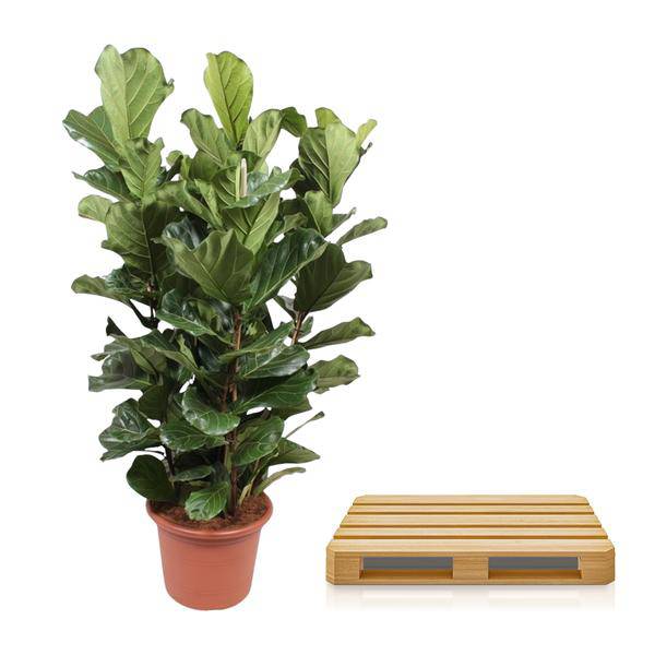 Echte Feige - Ficus Lyrata - 200cm - ø50cm