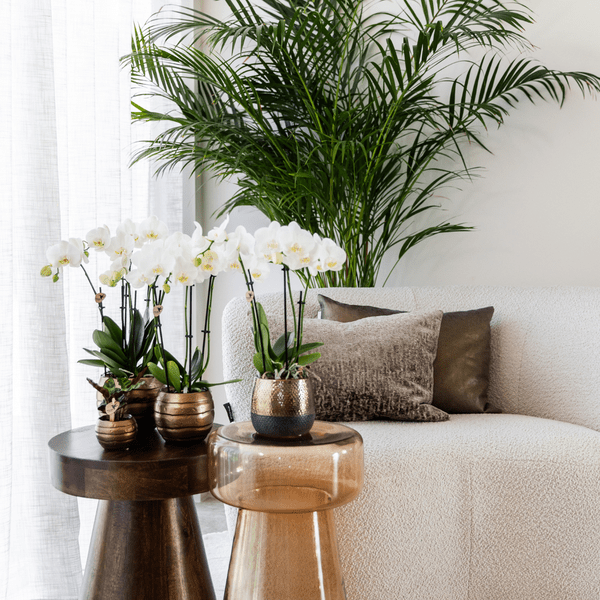 Phalaenopsis Orchideen Weiß – 2 Orchideen – Zimmerpflanzen mit langanhaltender Blüte – Ø12cm Töpfe – Frisch vom Bauern – Elegante Wohnraum-Deko