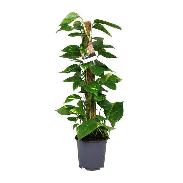 Efeutute - Scindapsus Epipremnum - Zimmerpflanze - Ø19cm - ↕80cm