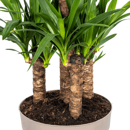 Yucca Elephantipes – Riesen-Palmlilie – Zimmerpflanze – Ø30 cm Topf – Höhe ca. 100 cm – Pflegeleicht & dekorativ