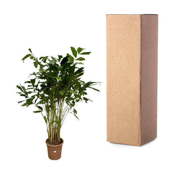 Caryota Mitis – Fischschwanzpalme – Zimmerpflanze ↕210cm – Ø40cm – Tropische Rarität mit gefiederten Blättern – XXL Palme für Wohnzimmer, Wintergarten & Büro