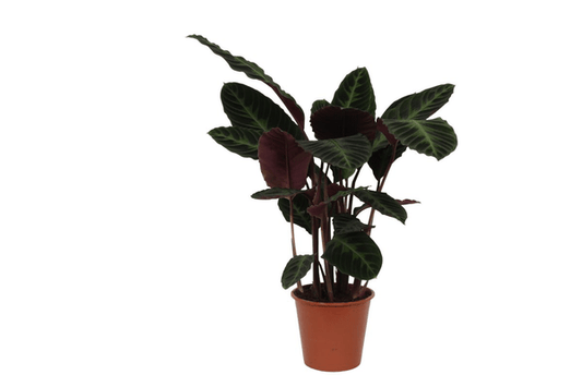Calathea Warscewiczii – Korbmarante – Zimmerpflanze – ca. 80cm hoch – Ø19cm – Tropische Blattschmuckpflanze