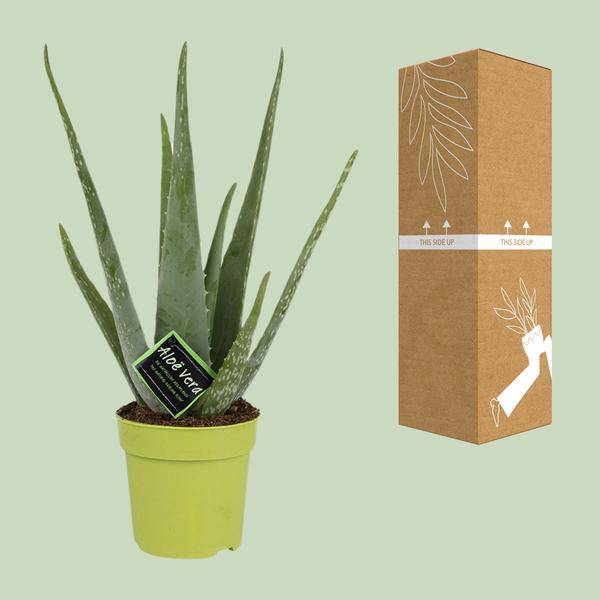 Echte Aloe - Aloe Vera - Zimmerpflanze - Ø12cm - ↕45cm