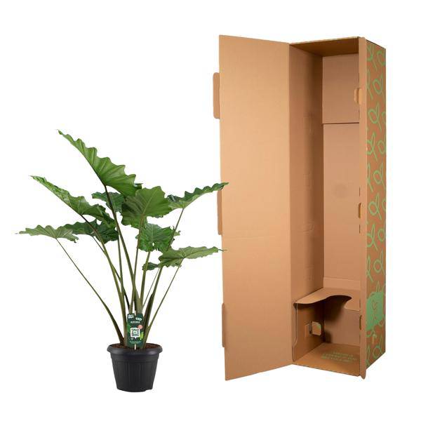 Alocasia Portodora – Elefantenohr – XXL Zimmerpflanze – Tropische Grünpflanze – Pflegeleicht – Imposante Blätter – ↕140cm – Ø34cm