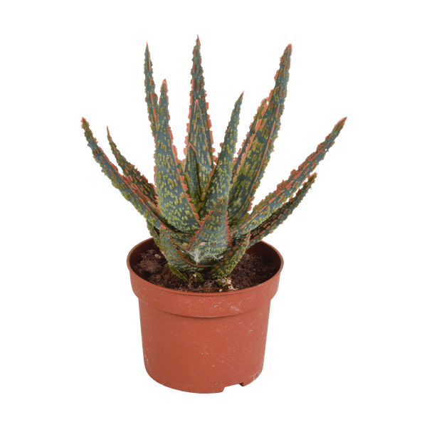 Sukkulente - Aloe Zebrina Dannyz - 10,5cm - Zimmerpflanze