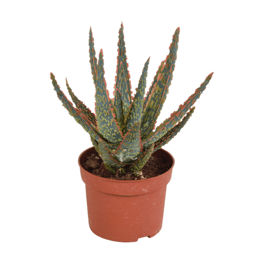 Sukkulente - Aloe Zebrina Dannyz - 10,5cm - Zimmerpflanze