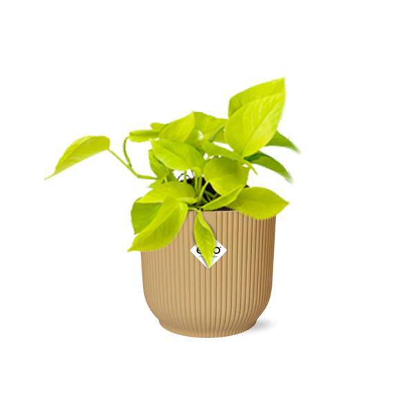 Efeutute - Epipremnum Pinnatum 'Golden Pothos' - Zimmerpflanze + Topf Vibes Fold 14cm Gelb