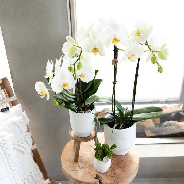 Pflanzenständer Holz Ø12cm – Moderner Pflanzenhalter – Erhöhung für Zimmerpflanzen – 10,5cm hoch – Natürliche Deko für mehr Atmosphäre