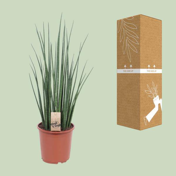Bogenhanf - Sansevieria Mikado - Zimmerpflanze - Ø19cm - ↕70cm